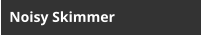 Noisy Skimmer